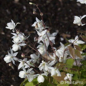 Epimedium youngianum (x)'Niveum'