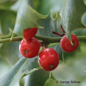 Ilex aquifolium